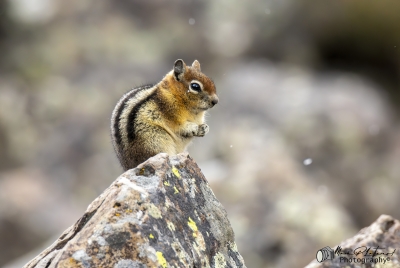 Golden Mantled Squirrel May 2025